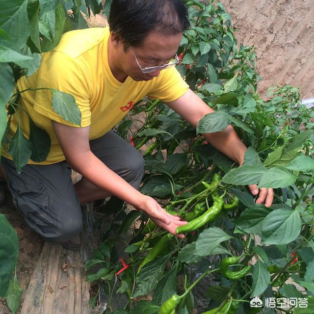 丰县粮食价格行情查询表，丰县粮食价格行情查询表最新