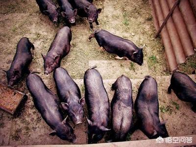 饲料网上商城-饲料网上商城有哪些