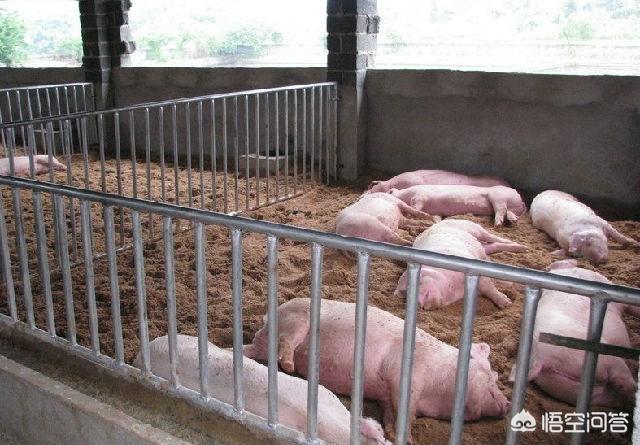 过期饲料养猪会发生什么情况？