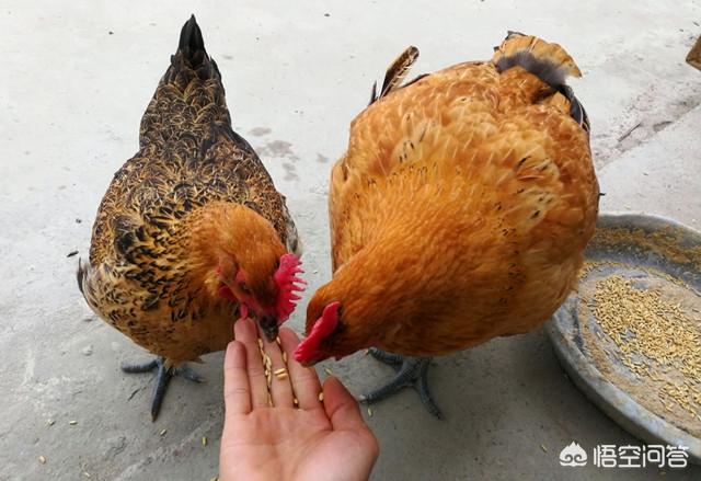 如何防止鸡饲料浪费？如何防止鸡饲料浪费的措施