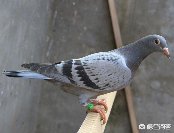 鸽子吃什么食补(图1)