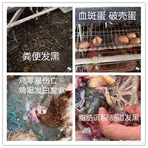 霉菌毒素对家禽的危害有哪些？如何防治霉菌毒素中毒,第3张
