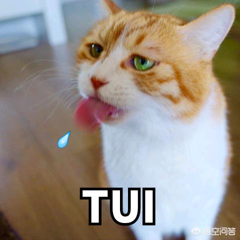 tui是什么意思（tui网络词是什么意思？）