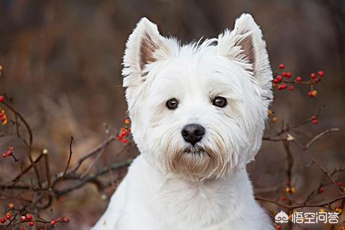 西高地犬多少钱一只?西高地犬多少钱一只幼崽!