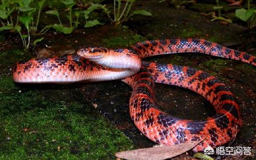 保定市哪里有小白条卖