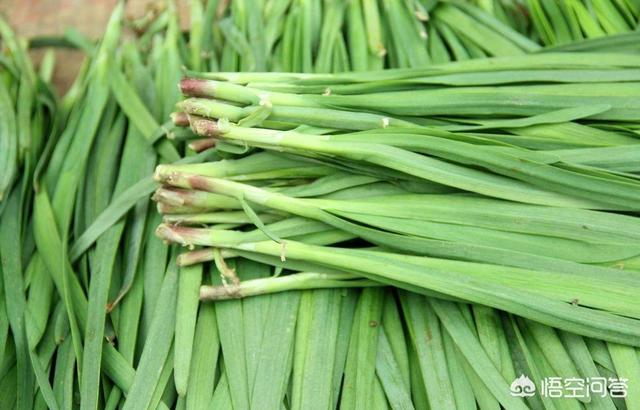 阳台韭菜种植技术,阳台韭菜种植技术视频