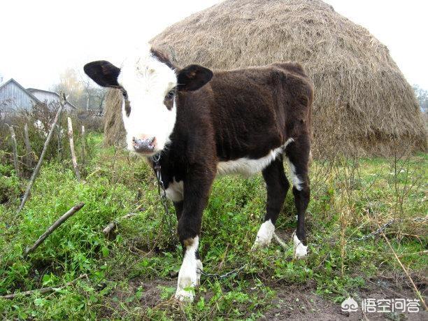 欧美肉牛养殖-国外肉牛养殖技术视频