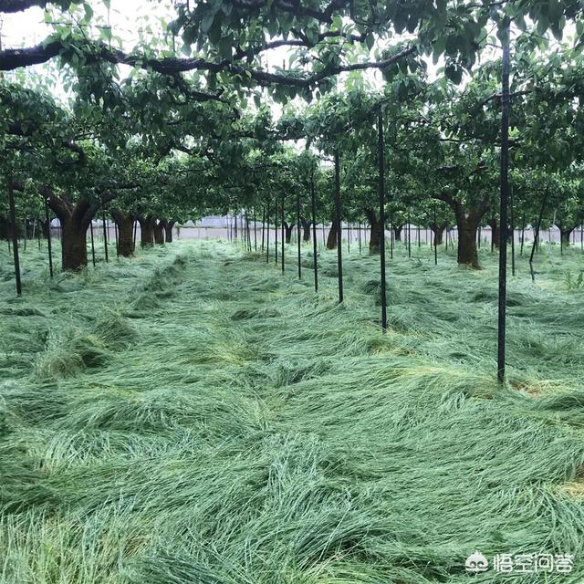 果园种植什么草最省事,果园种植什么草最省事呢