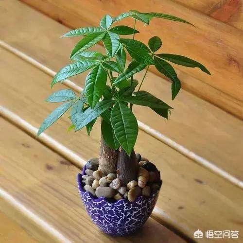 花卉秋天能施肥吗? 花卉秋天能施肥吗北方!