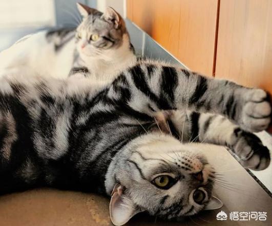 魔法使的猫，魔法使的猫出版