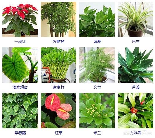 花卉养殖培育方法?花卉养殖培育方法有哪些!