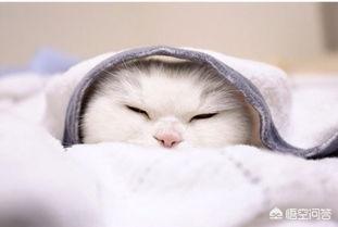 给小猫洗完澡后，怎么让它不乱动乖乖把毛吹干,第2张