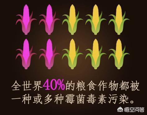 霉菌毒素对家禽的危害有哪些？如何防治霉菌毒素中毒,第2张