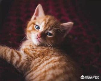 小猫老是挠我怎么办,第1张