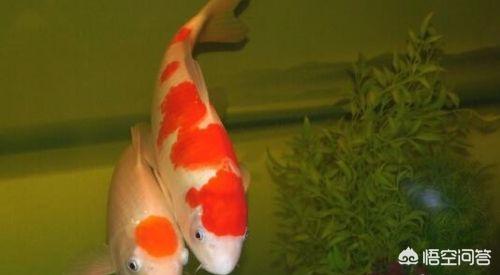 錦鯉魚常見病?錦鯉魚常見病圖片大全!