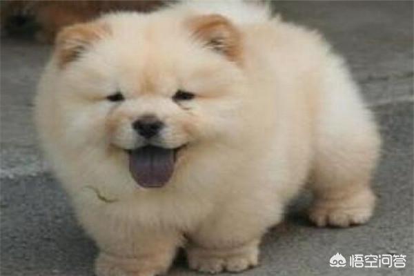 獵犬排名?獵犬排名前十名!