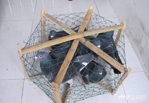 鸽子比赛回来怎么调理(图1)