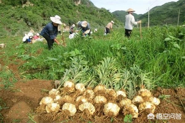 北方冬季花卉管理?北方冬季花卉管理措施!