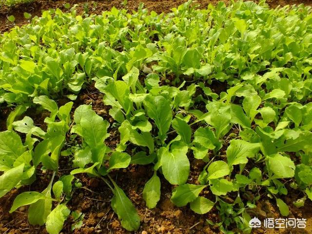 阳台种植时间表,阳台种植时间表图片