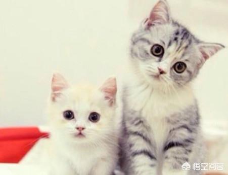 小猫换了环境两天了不吃不喝怎么办呢
