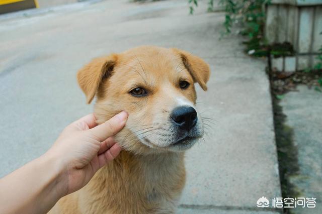 杜高犬打猎?杜高犬打猎野猪实战!