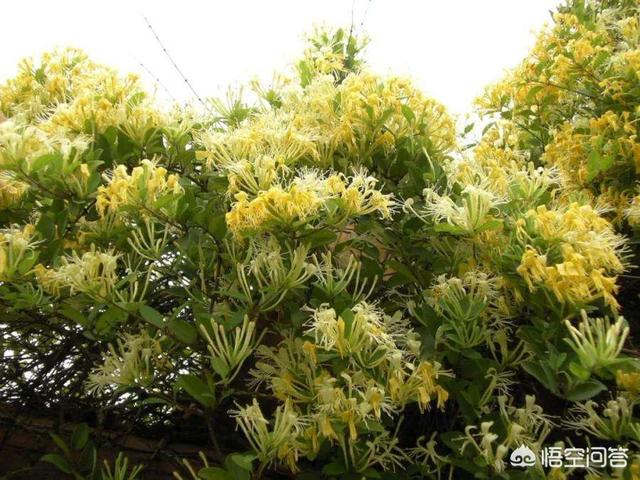 花墙花园种植什么好养活,花墙花园种植什么好养活呢