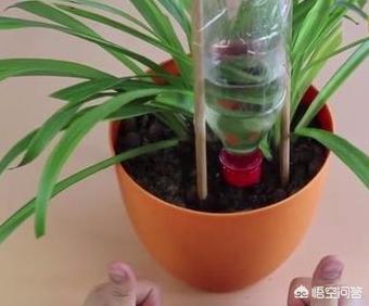 花卉浇水怎么浇最科学 种植视频