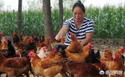 泰山论坛饲料-泰山饲料怎么样