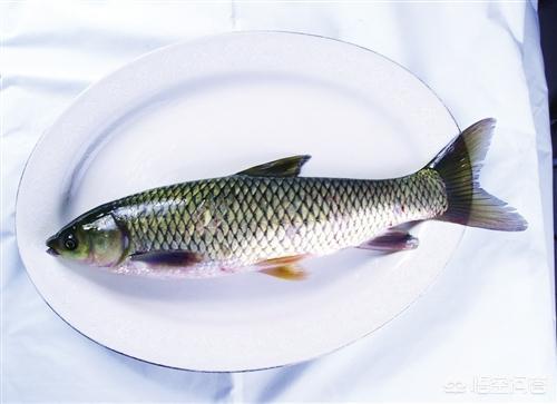 怎么知道是草鱼在吃饵料