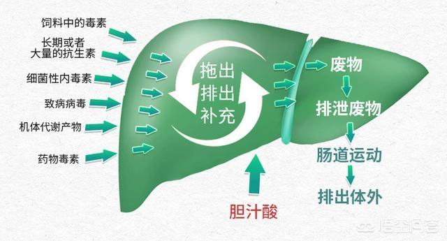 霉菌毒素对家禽的危害有哪些？如何防治霉菌毒素中毒,第5张