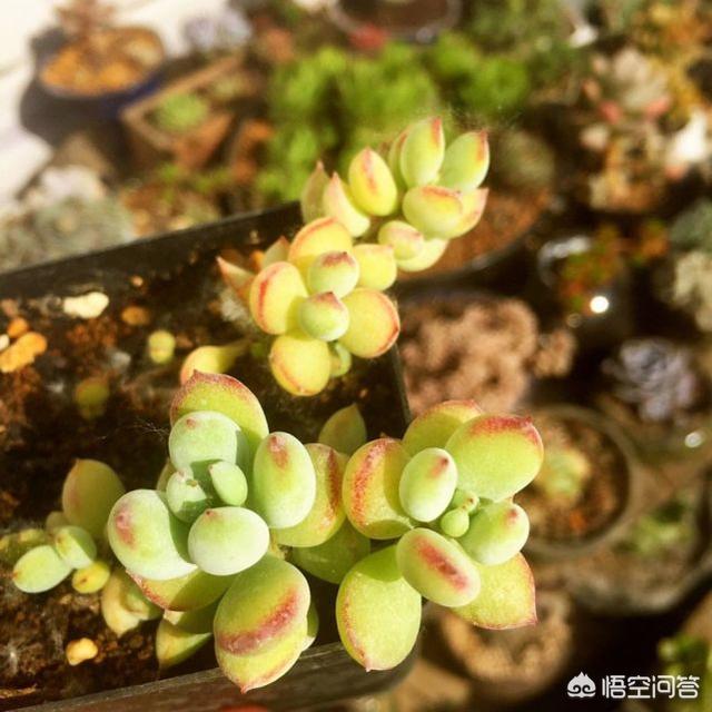 多肉植物达摩福娘夏天怎么养