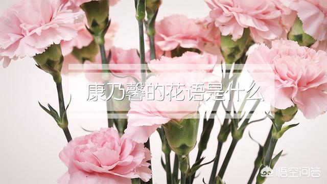 康乃馨花语代表什么 （白色康乃馨花语代表什么）