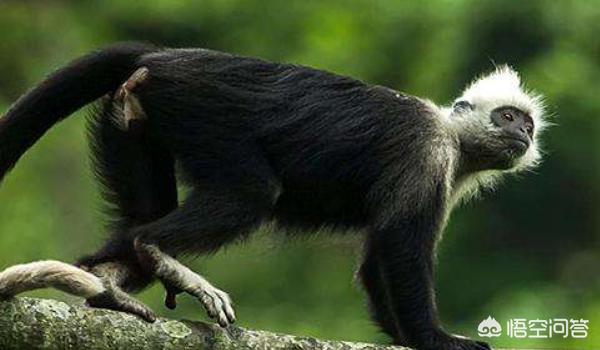 濒危动物有哪些图片_濒危动物图表