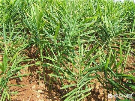 金豆饲料的价格-金豆饲料的价格是多少