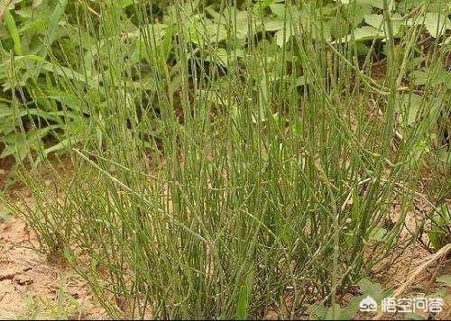 金豆饲料的价格-金豆饲料的价格是多少