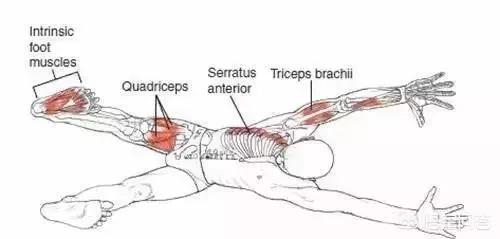 练习瑜伽上犬式和下犬式有什么好处,第13张