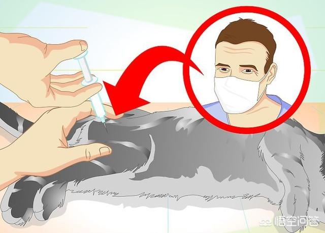 公猫做了绝育之后要注意什么,第13张