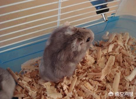 仓鼠笼子木屑怎么铺