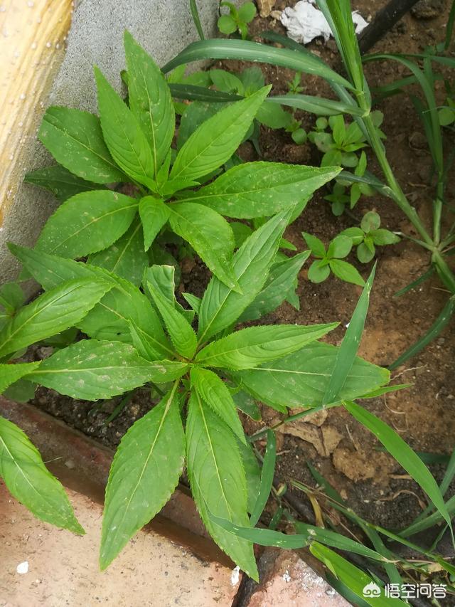 北方花卉种植总结ppt? 北方花卉种植前景!