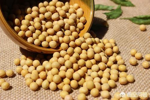 怎么防止豆子招虫子吃
