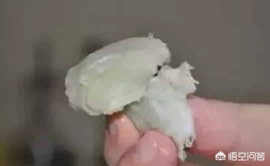 陕西凉皮的做法-陕西凉皮的做法视频全过程