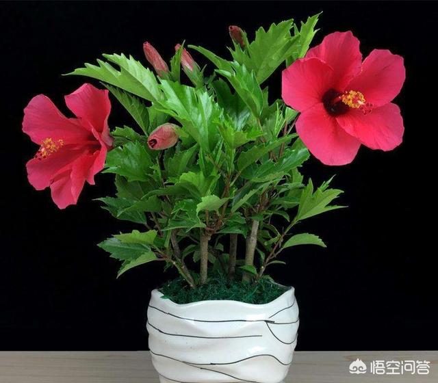 阳台适合种植什么花,阳台适合种植什么花和树