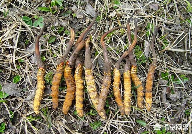 人工种植冬虫夏草的栽培方法是什么？如何人工养殖冬虫夏草？