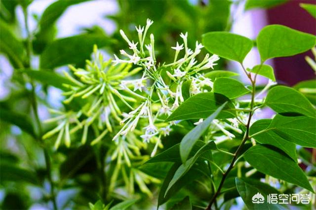 花园种植节目策划书,花园种植节目策划书怎么写