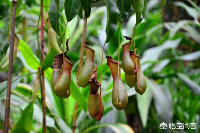 花园种植节目策划书,花园种植节目策划书怎么写