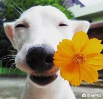 狗厌食怎么改善吃什么药(图3)