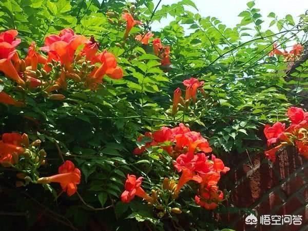 花园种植中式装饰图片欣赏,花园种植中式装饰图片欣赏大全