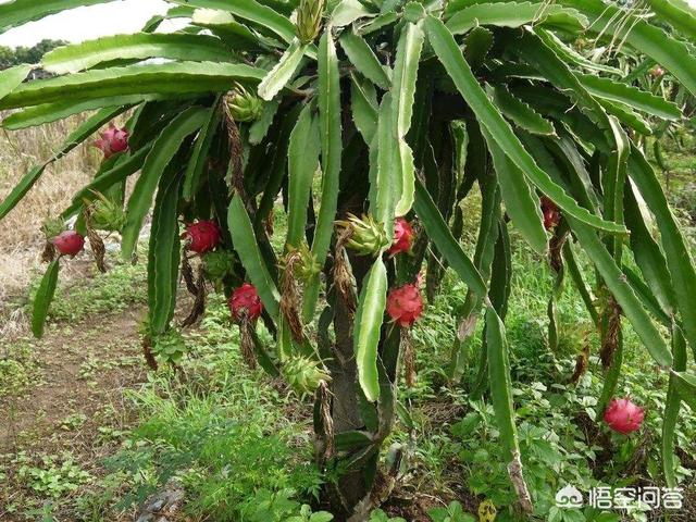 种火龙果怎么种植方法，种火龙果怎么种植方法,盆土