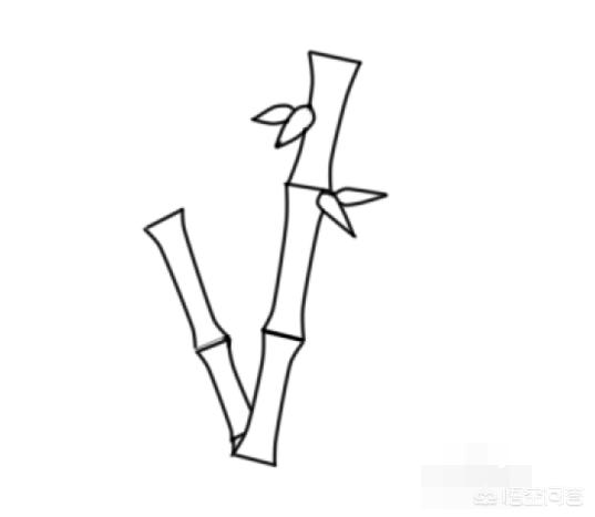 竹子简笔画怎么画竹子？