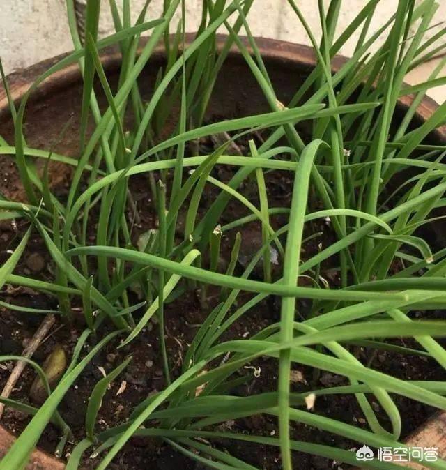 花园种植蔬菜阳台种什么,花园种植蔬菜阳台种什么好